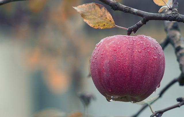 Ist ein Apfel Fast Food?