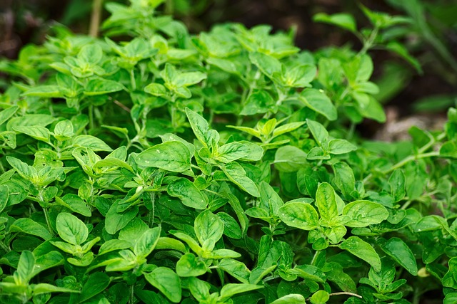 Wann macht man Oregano auf die Pizza?